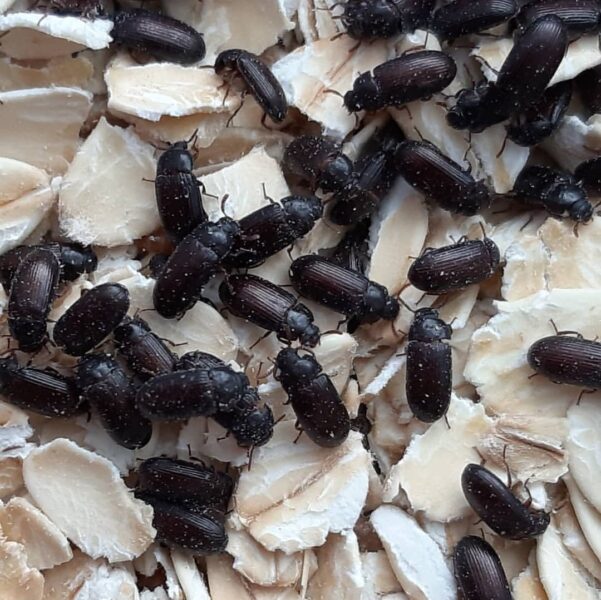 flour beetle