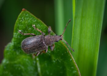 Black Beetles In The House? They May Be Flour Beetles flour beetle