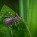flour beetle