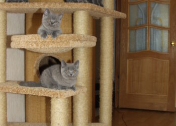 cat towers