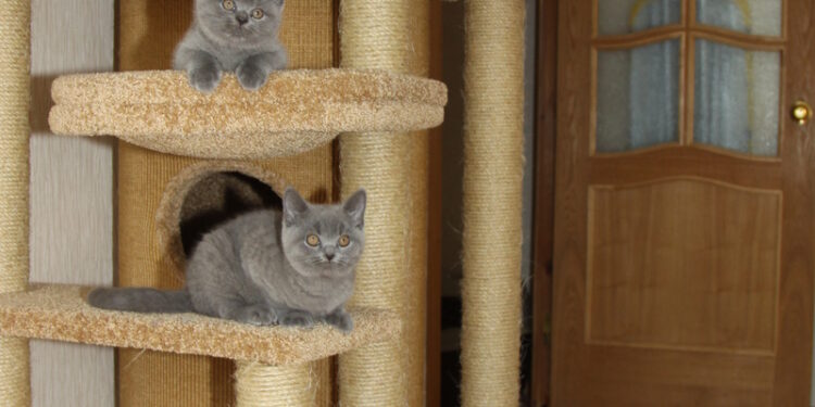 The cat towers: a cat furniture with different floors cat towers