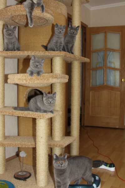 The cat towers: a cat furniture with different floors cat towers