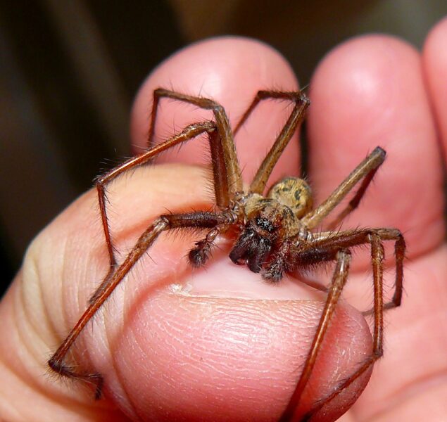 house spider