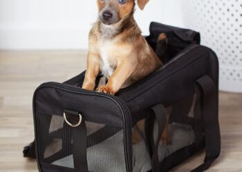 Dog Carrier