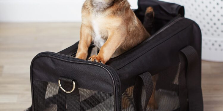 Dog Carrier