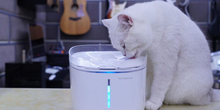 Cat Water Fountains