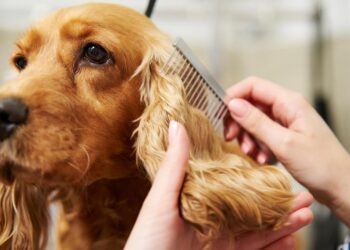 Clean Your Pet's Hair