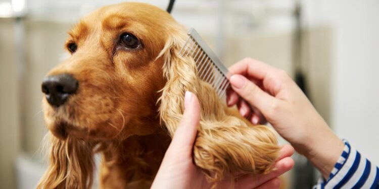 Clean Your Pet's Hair