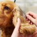 How to Clean Your Pet's Hair? Clean Your Pet's Hair