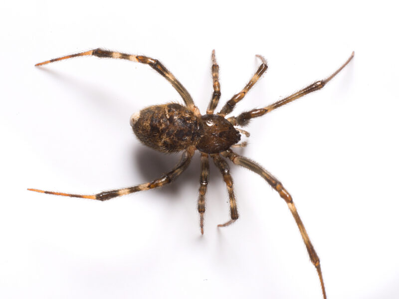 house spider