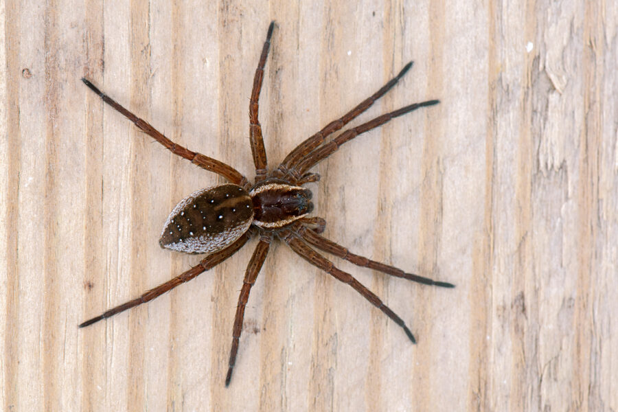 wolf spiders