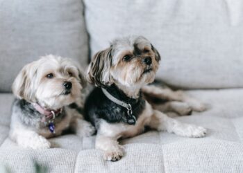 Keep Your House Clean with a Dog