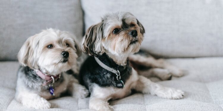 Keep Your House Clean with a Dog