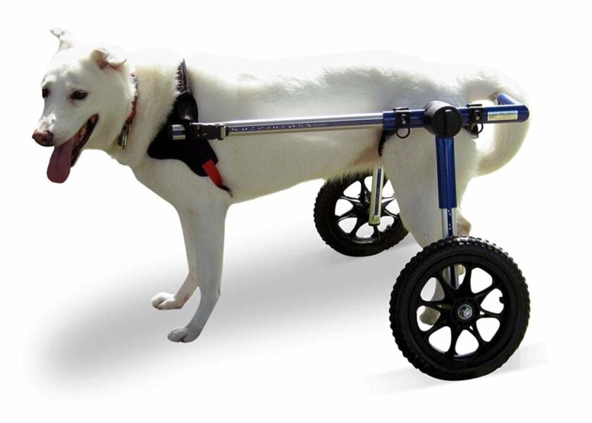 dog cart