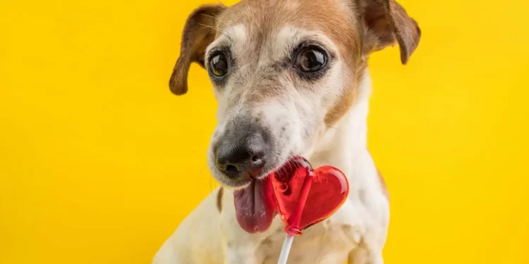 Dogs and Candy