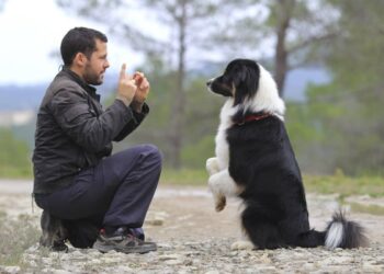 How to Equip Your Dog for a Happy, Healthy Life