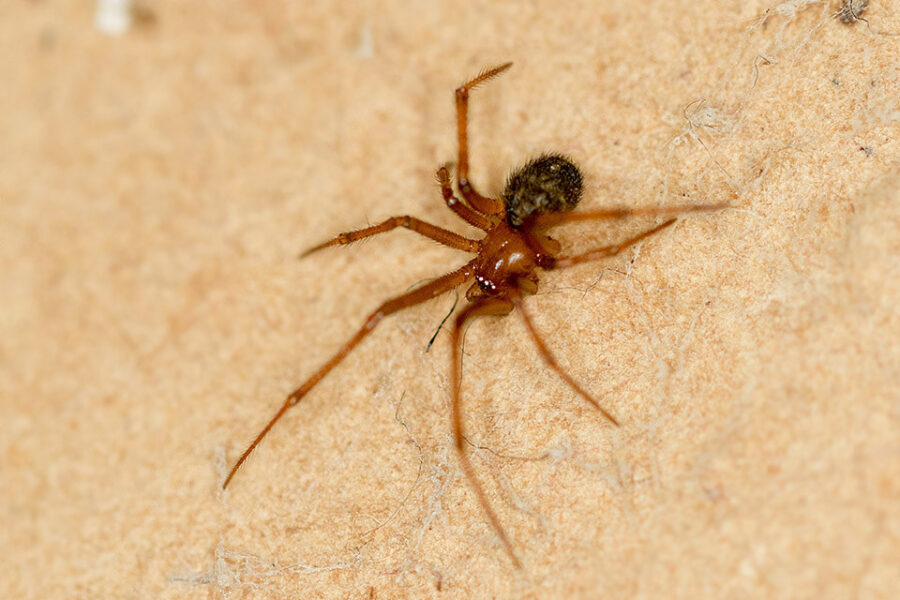 house spider