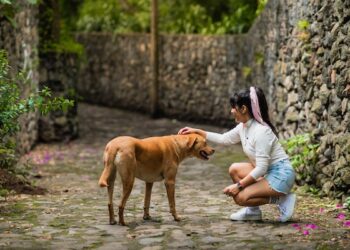 What Motivates Dogs to Try to Mate With Your Leg