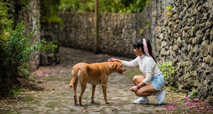 What Motivates Dogs to Try to Mate With Your Leg