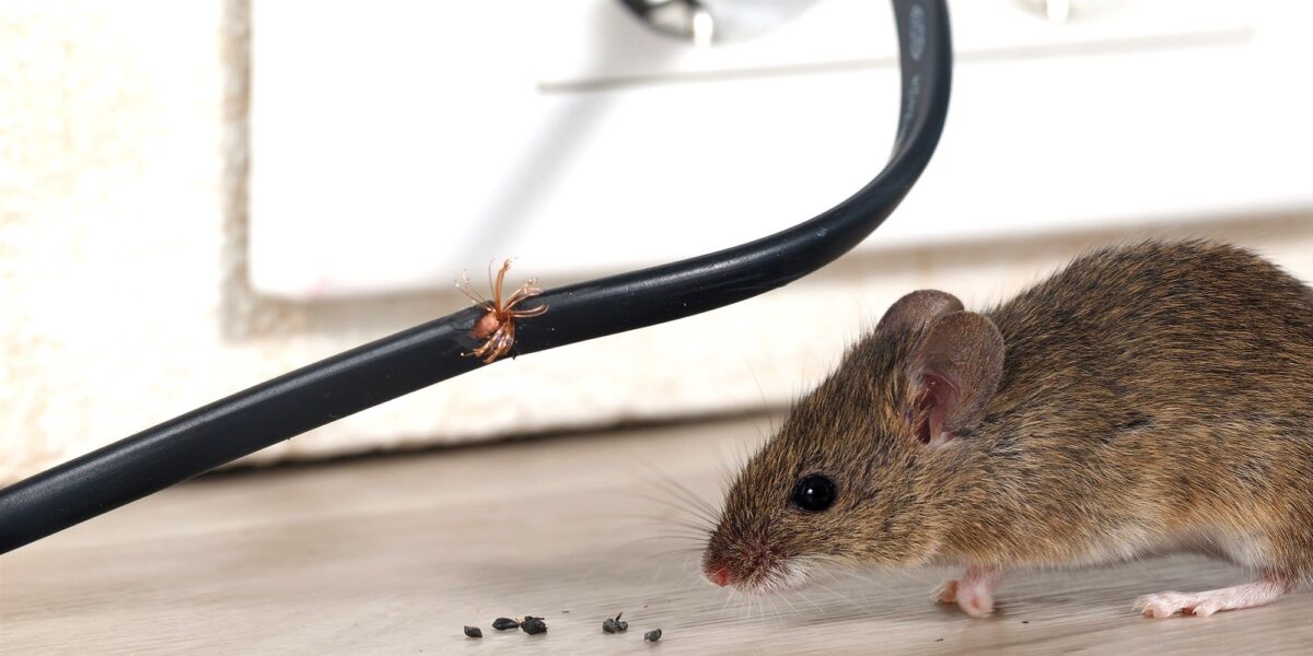 rats or mice