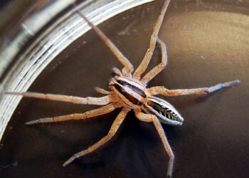 Wolf Spiders 101: Understanding Their Habits and Habitat wolf spiders