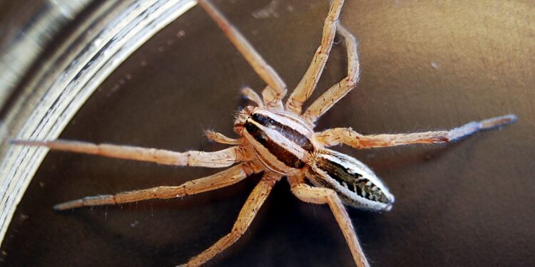 wolf spiders