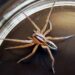Wolf Spiders 101: Understanding Their Habits and Habitat wolf spiders