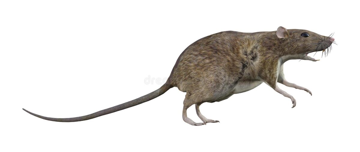 rats or mice