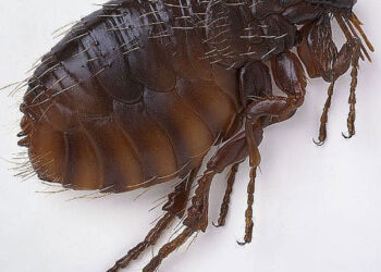 Biting Fleas On The Floor fleas