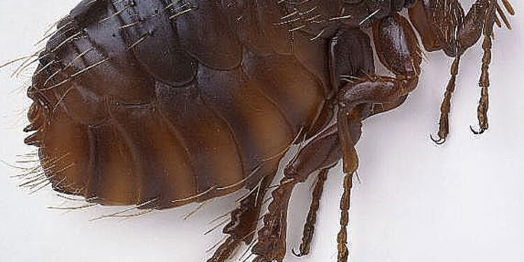 fleas