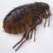 Biting Fleas On The Floor fleas
