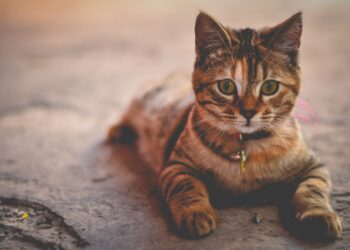 How Do I Know if My Cat Is Healthy
