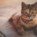 Cat Health Check: Easy To Do Yourself How Do I Know if My Cat Is Healthy