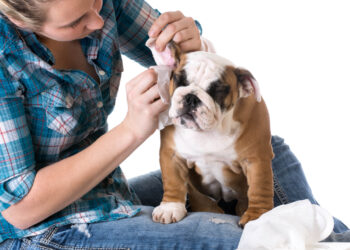 Taking Care of a Dog