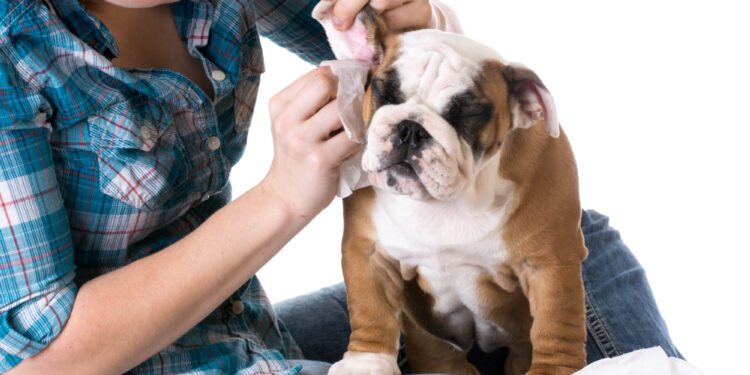 Taking Care of a Dog