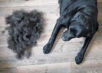 Creating a Pet Friendly Home