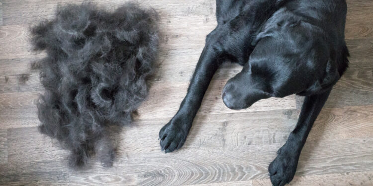 Creating a Pet Friendly Home