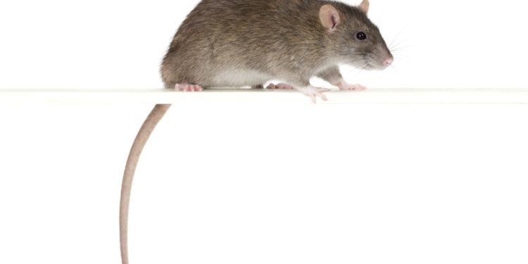 rats or mice