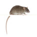 rats or mice