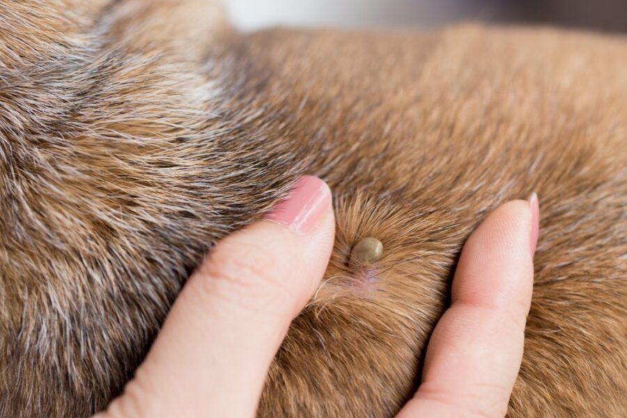 fleas