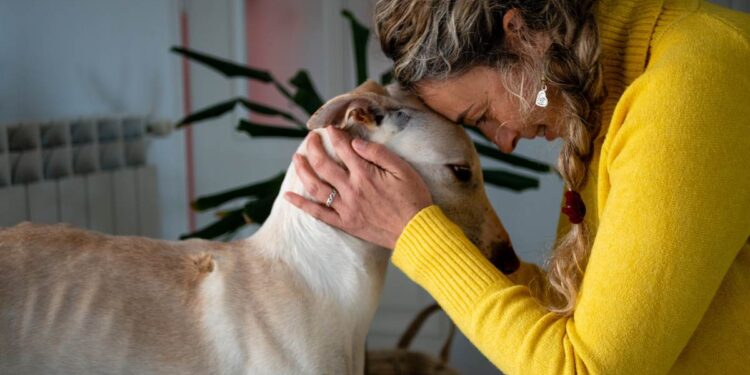 Adopting Greyhounds
