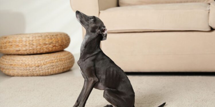 Adopting Greyhounds