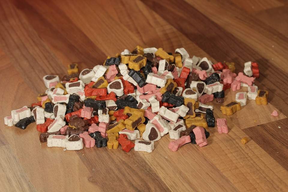 Why Should You Consider Using CBD Dog Treats? CBD Dog Treats