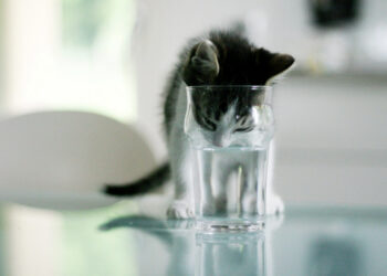 Can I Let My Cat Drink Stagnant Water