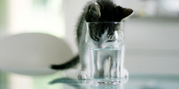 Can I Let My Cat Drink Stagnant Water
