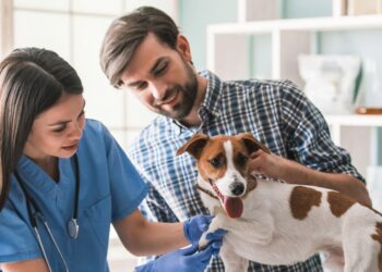 Choose the Best Pet Insurance