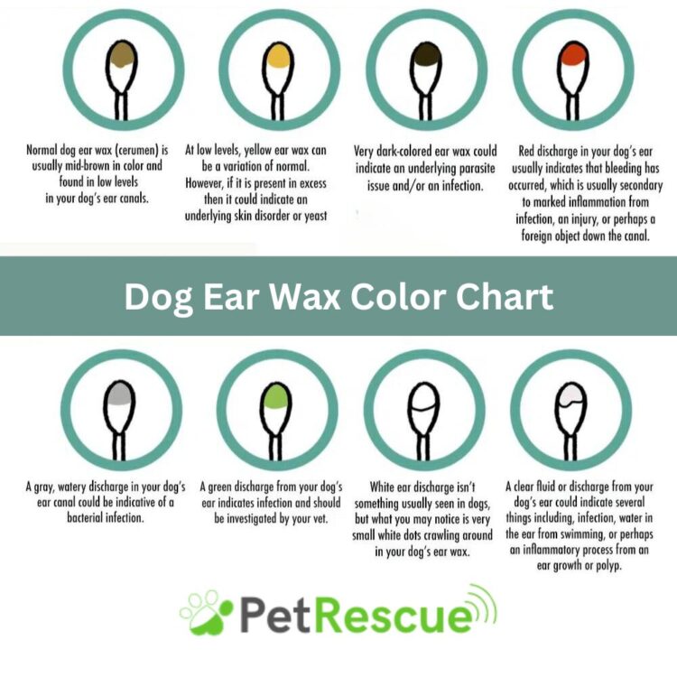 Dog Ear Wax Color Chart Dog Ear Wax Color Chart