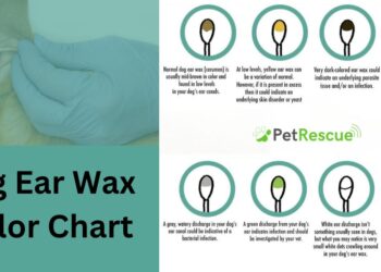 Dog Ear Wax Color Chart