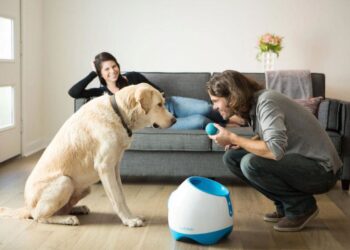 Essential Dog Accessories