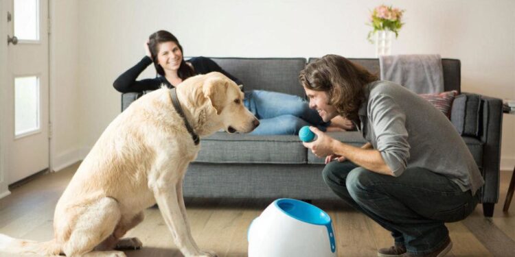 Essential Dog Accessories